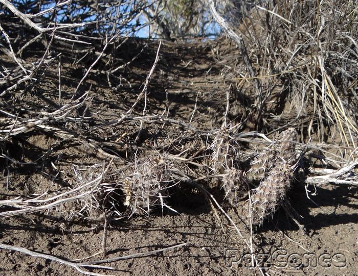 Eriosyce Pterocactus araucanus, fischeri, australis (Enero 2013